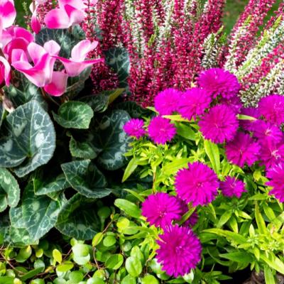 2020 10 04 02 P1030222 Resized